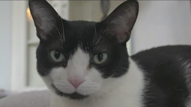 Cases of pets contracting COVID-19 prompt social distancing calls for pets