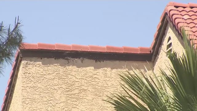 2 people taken to the hospital following bee attack at Mesa senior living facility