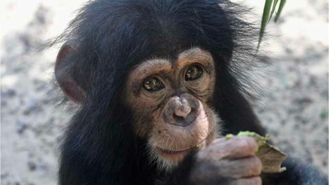 Feeling the love: Rescued chimpanzees welcome new orphaned friend with hugs