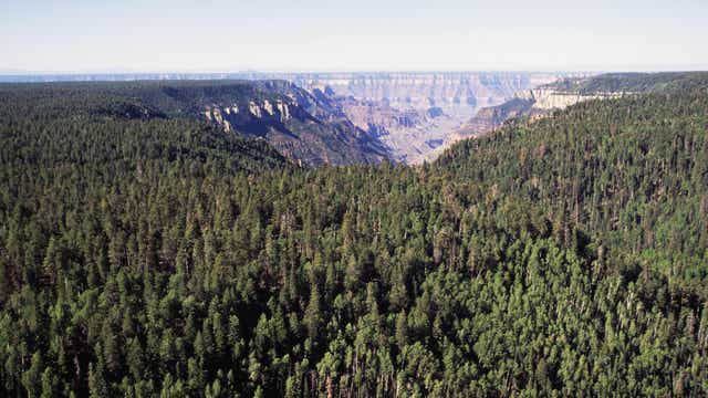 2 more Arizona forests plan to implement fire restrictions