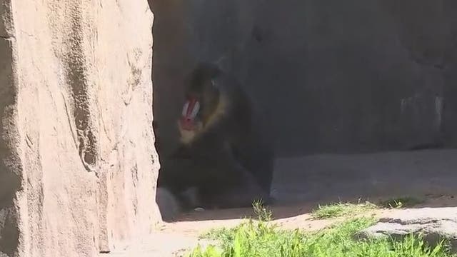 Coronavirus changes at the Phoenix Zoo