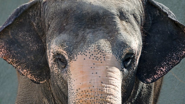 Reba, Asian elephant at Phoenix Zoo, dies at 51