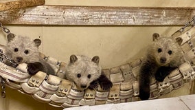 Trio of Montana orphaned grizzly cubs heading to Bearizona