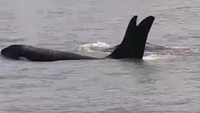 Coast Guard officers get close-up view of orcas