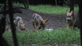 Rough start to the year for Mexican gray wolves, cattle