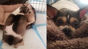 Disabled, overweight Chihuahua abandoned in crate along highway