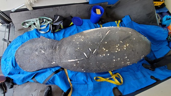 Injured, pregnant manatee rescued on Mother's Day weekend gives birth to healthy calf