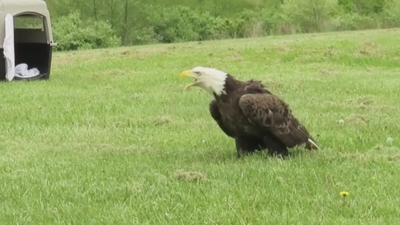 Rehabilitated bald eagle released back into the wild after falling ill due to lead poisoning
