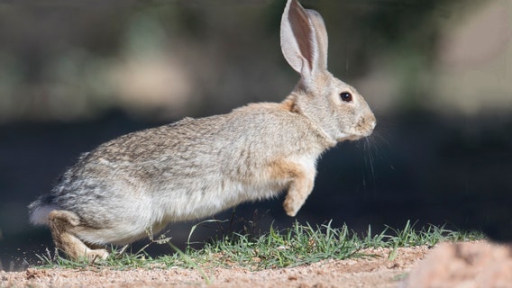 Arizona Game and Fish warn of disease killing off rabbits