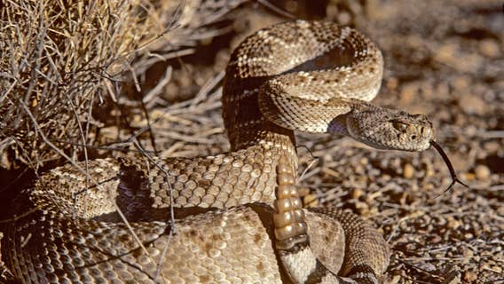 Rattlesnake bites up in Arizona as weather heats up