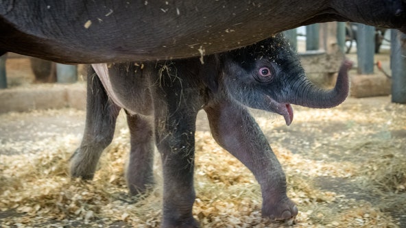 326-pound Asian elephant calf 'Nelson' born at the Houston Zoo
