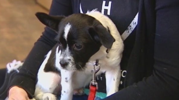 How to ease your pet's anxiety as you return to your office after working from home