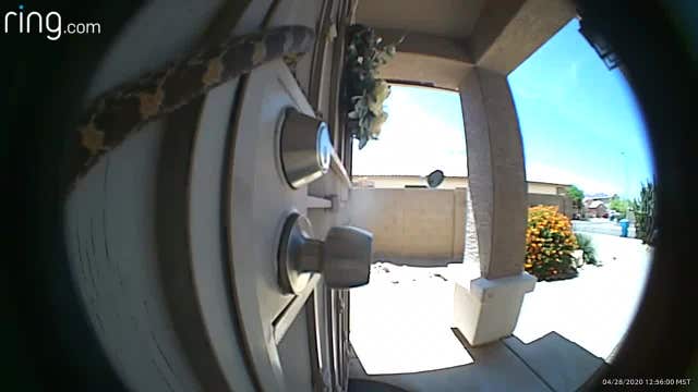 Ring camera captures slithering snake on Scottsdale man's front door