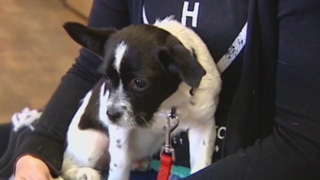 How to ease your pet's anxiety as you return to your office after working from home