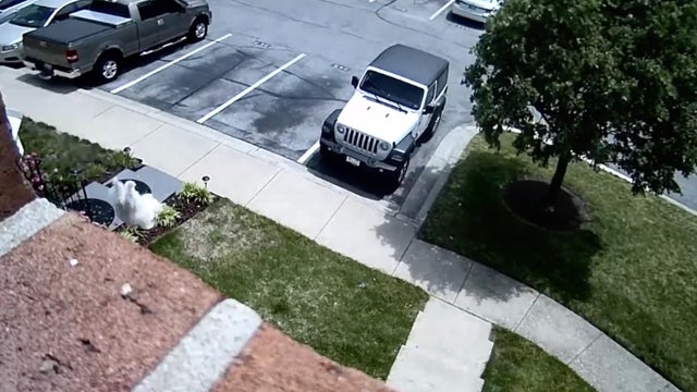 Family dog seen on security video leaping out second story window, walking away unharmed