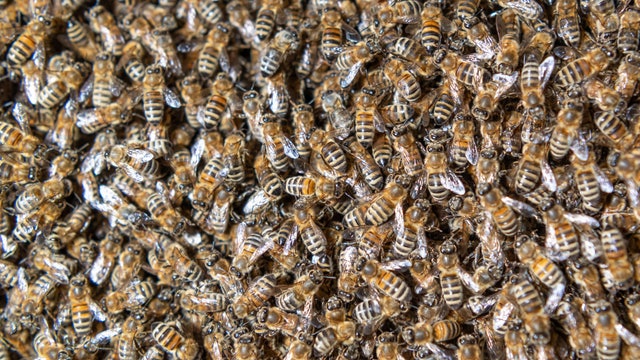 Tucson bee swarm kills three dogs, fire officials say