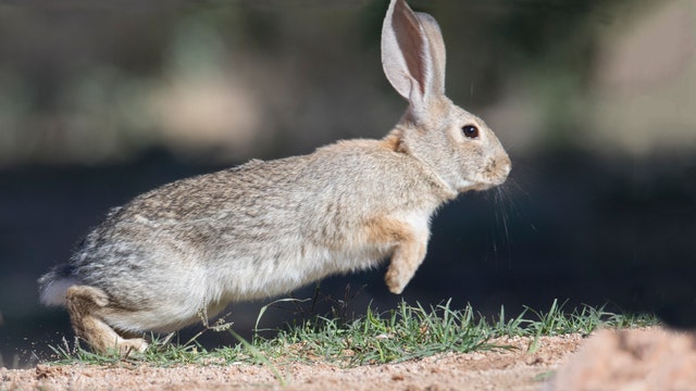 Arizona Game and Fish warn of disease killing off rabbits