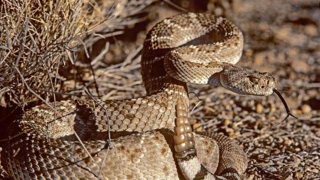 Rattlesnake bites up in Arizona as weather heats up
