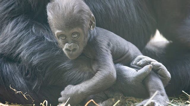 Baby gorilla badly injured in family fight at Seattle zoo