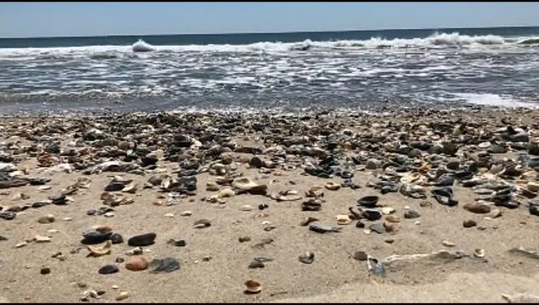 V-SEASHELLS OVERRUN BEACH_WTVTd2be_146.mxf.00_00_06_22.Still001