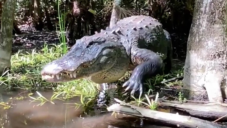 snaggletooth alligator conny randolph big cypress gallery