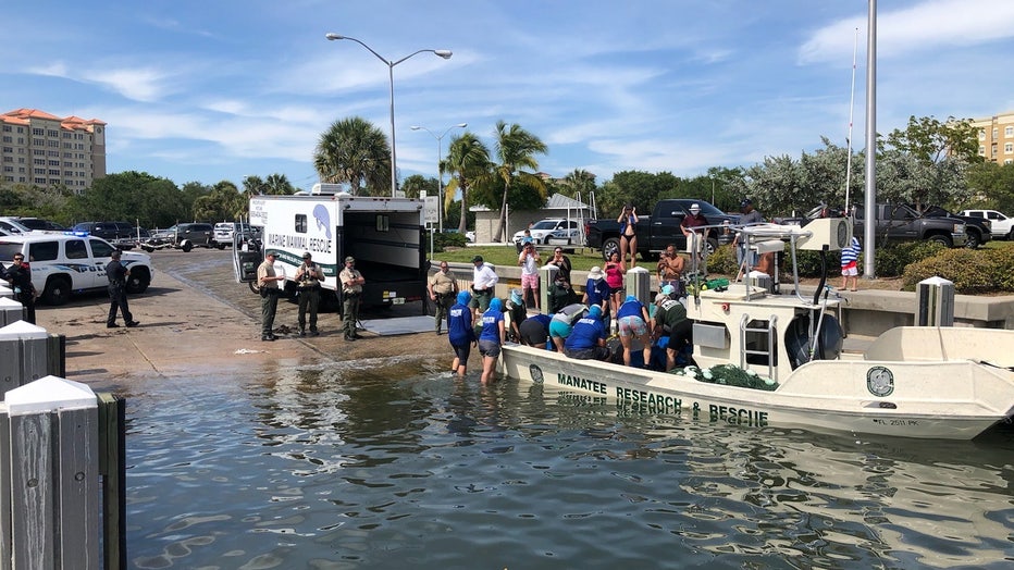 2020-05-09-manatee-rescue-in-Sarasota-FL-credit-Sarasota-Police-Department4.jpg