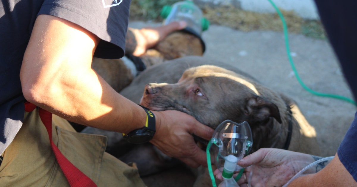 Firefighters rescue 2 dogs from south Phoenix house fire | FOX 10 Phoenix