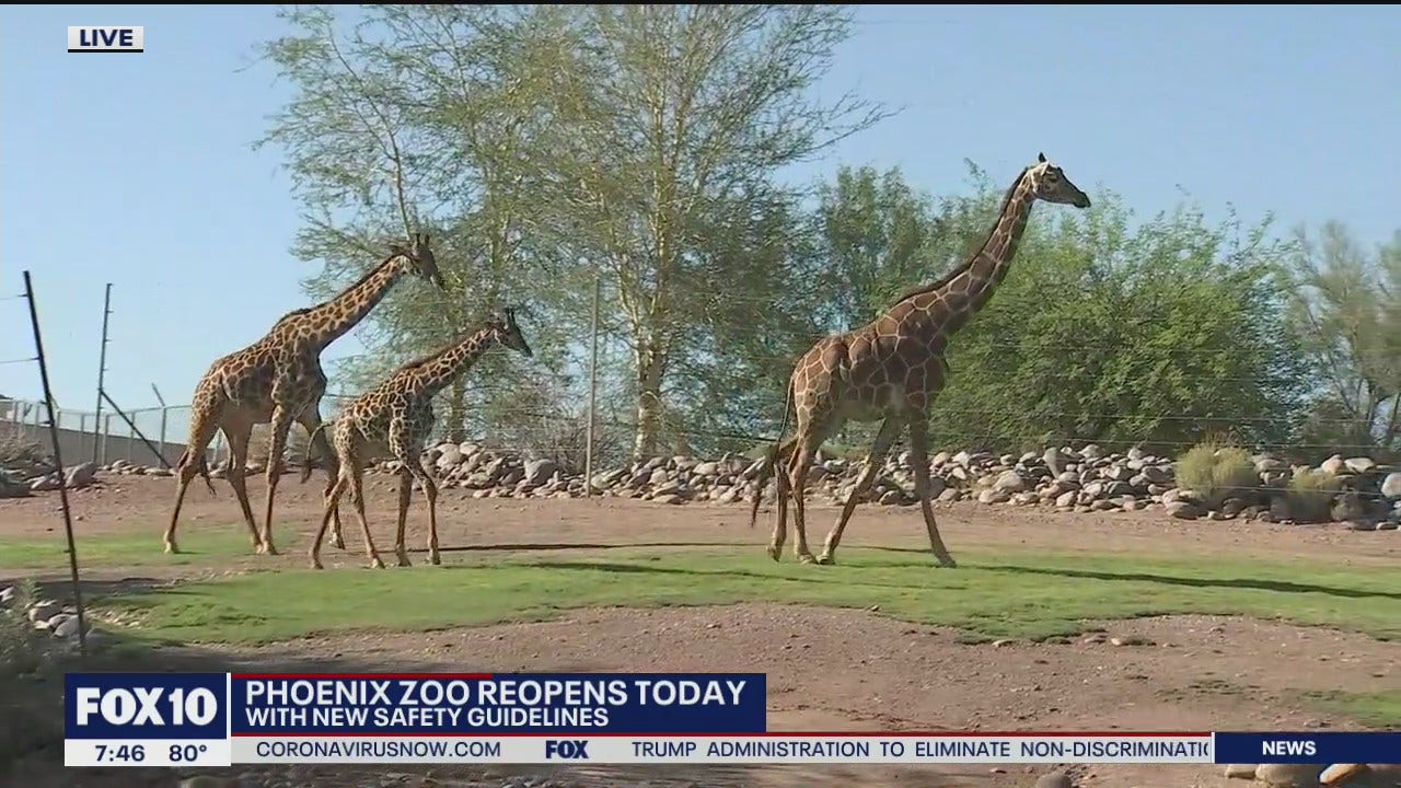 Phoenix Zoo reopens to the public with new safety guidelines