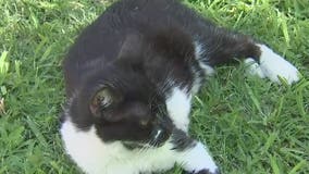 Owners of Phoenix animal shelter being evicted, in need of donations to continue caring for cats