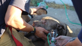 Firefighters rescue 2 dogs from south Phoenix house fire