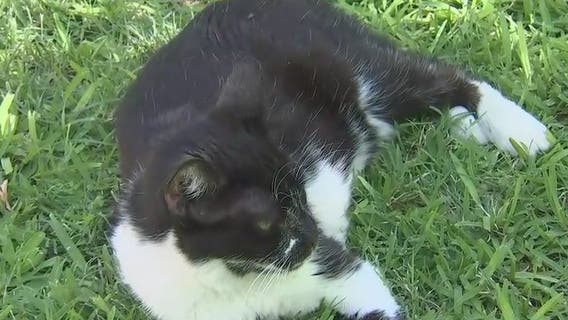 Owners of Phoenix animal shelter being evicted, in need of donations to continue caring for cats