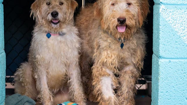 Arizona Animal Welfare League rescues 30 dogs from breeding facilities