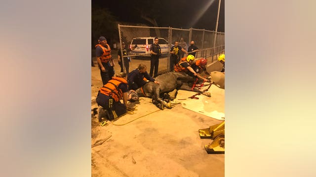 Scottsdale fire crews rescue horse from canal