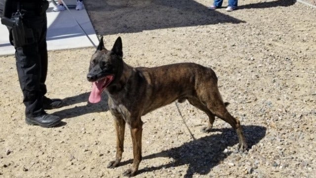 Maricopa Police Department K9 dies from heat-related incident