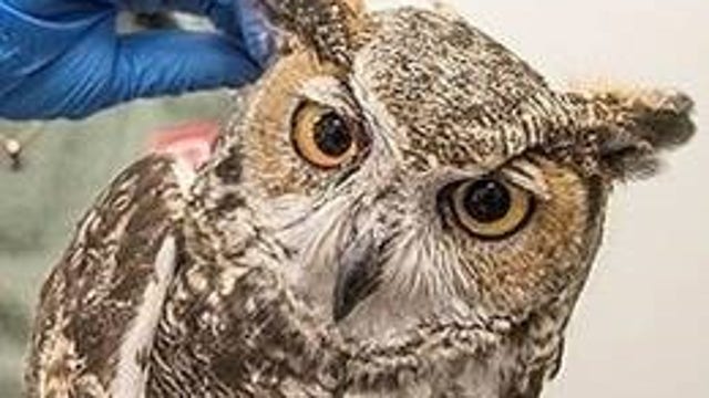 Owl struck by driver on I-10 in Phoenix to be released back into nature