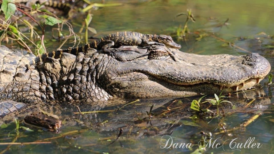 d7d5ea63-baby-and-mama-gator-2.jpg