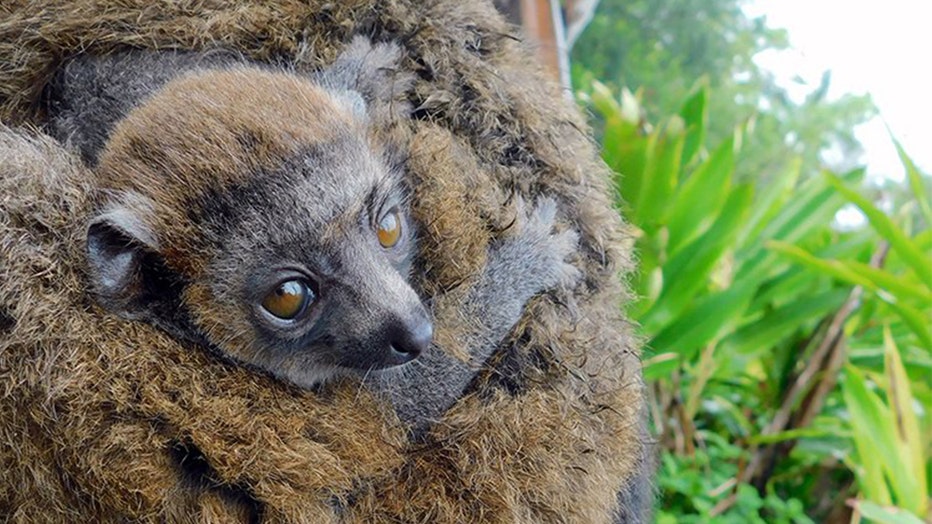 zoo-miami-lemur-2.jpg