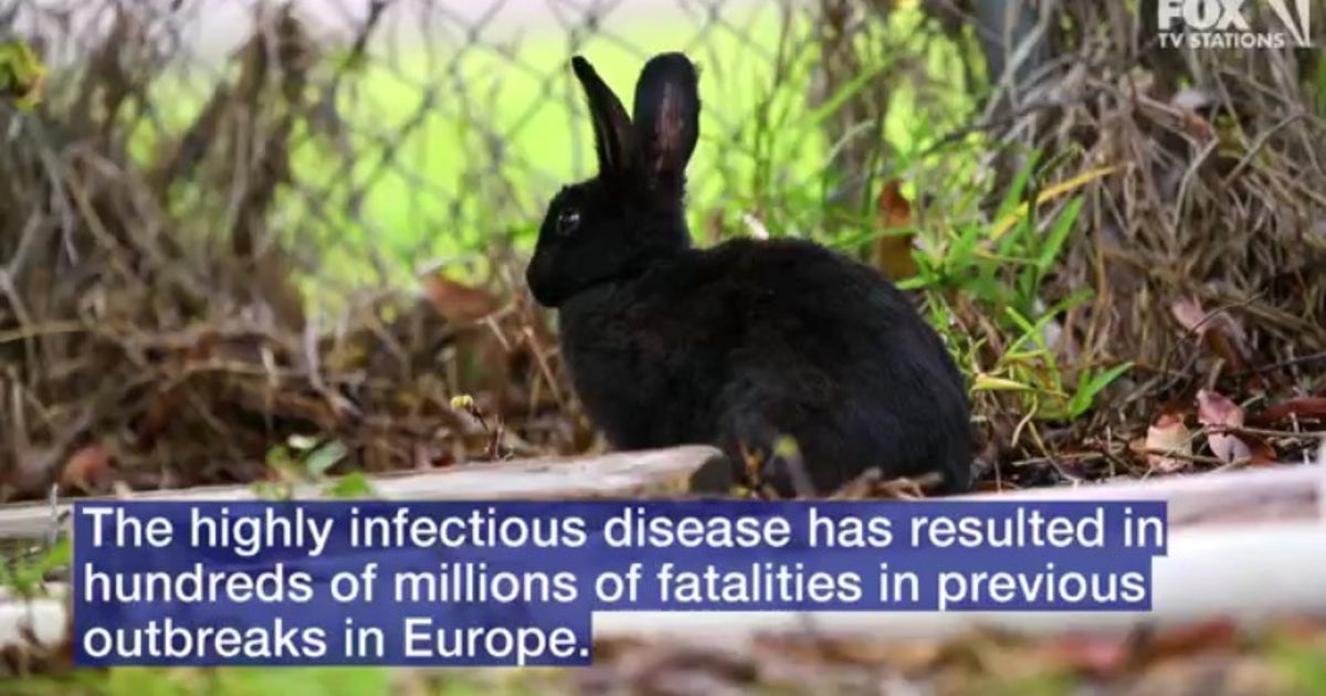 Wildlife officials to test dead rabbits for hemorrhagic disease | FOX ...