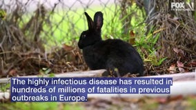 Wildlife officials to test dead rabbits for hemorrhagic disease