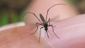 Pinal County confirms first human case of West Nile Virus in 2021