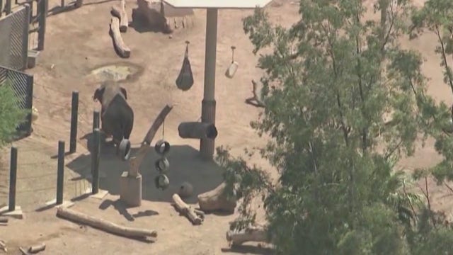 Phoenix Zoo temporarily closes, again, due to rise in COVID-19 cases