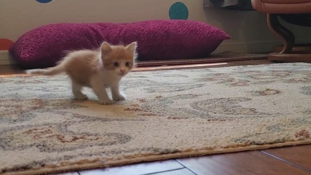 Kitten rescued from a pipe by group of good samaritans in Phoenix