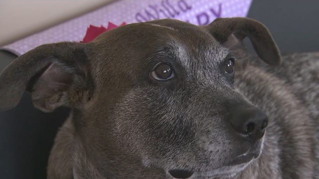 Shelter dog proves you can train older dogs to be therapy animals