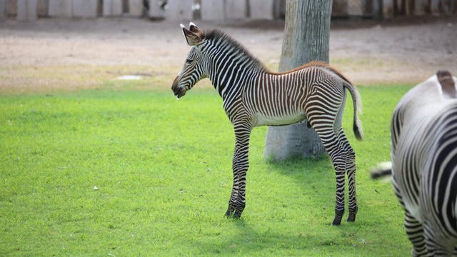 Baby zebra dies at Reid Park Zoo in Tucson