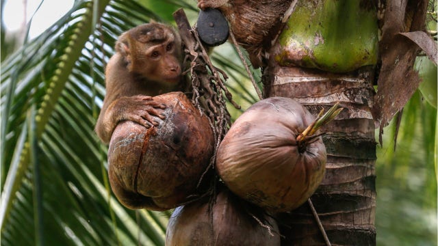 Several supermarket, drugstore chains no longer selling coconut products picked by monkeys