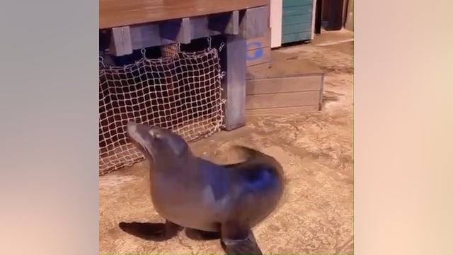 'Wow, You Can Really Dance': Georgia Aquarium sea lion shows off moves