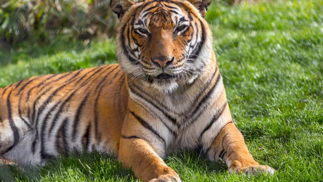 Tucson Zoo's Sita the tiger euthanized after kidney disease progresses
