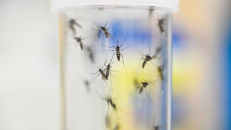 Scientists Investigate Whether Climate Change Will Encourage Arrival Of Tropical Diseases Via Mosquitoes