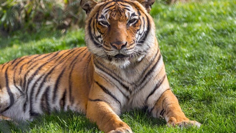 Tucson Zoo's Sita the tiger euthanized after kidney disease progresses