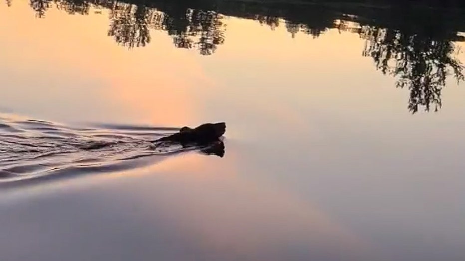 bear-released-from-tub-on-head-wisconsin.jpg